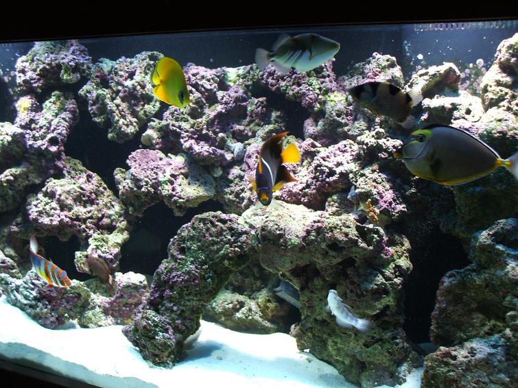 Pin Reef Tank Creative Services on Pinterest