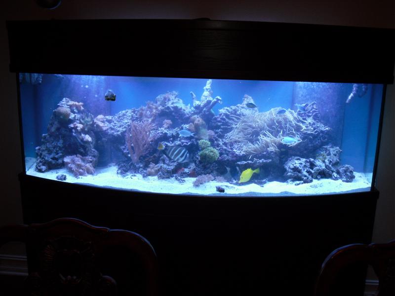 Custom Aquariums And Fish Tanks Installed In Tampa Florida