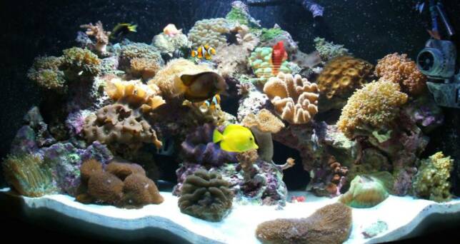 custom aquarium sales tampa fl