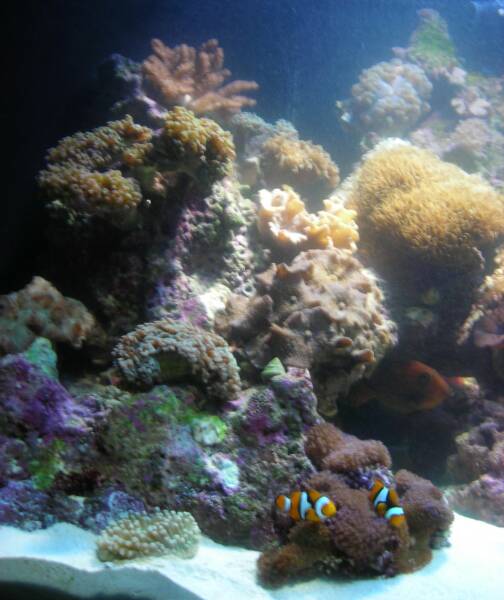 Custom in the wall aquarium
