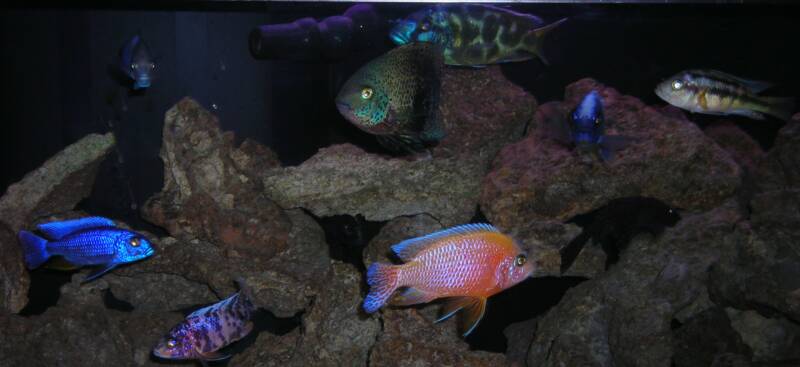 Professionally Maintained Aquarium