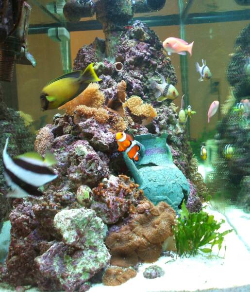 see through aquarium tampa fl