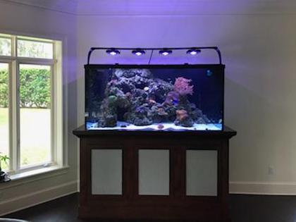 Custom Aquarium process Tampa fl