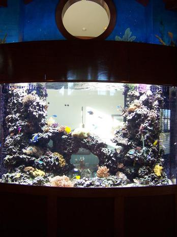 building custom fish tank tampa