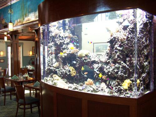 Custom Aquariums and fish tanks Installed in Tampa Florida