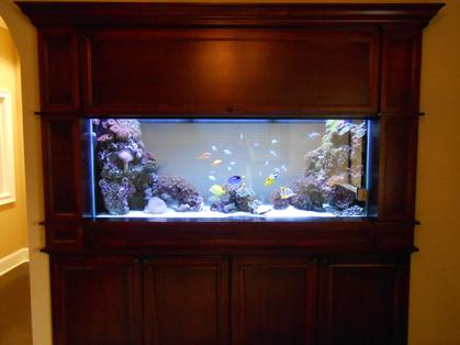 Custom Aquariums and fish tanks Installed in Tampa Florida