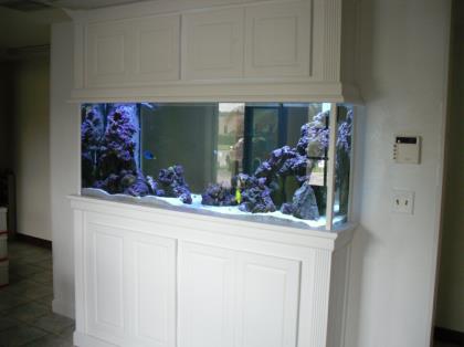 Custom Aquariums and fish tanks Installed in Tampa Florida
